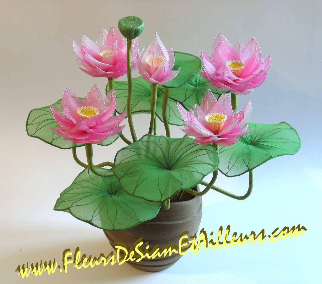 5 Lotus roses